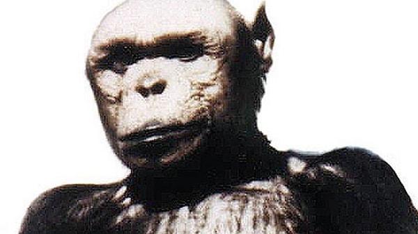 Bunlardan en tuhaf ve ezberbozanlarından biri de şüphesiz insan-şempanze kırması bir canlı, bir İnsanze yaratma çabasıydı.
