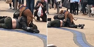 Sarhoş Kavgasına Karışan Fırsatçı Köpek