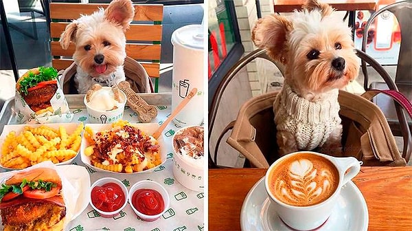 Вас сделает популярным(-ой) страничка с фото вашего питомца!