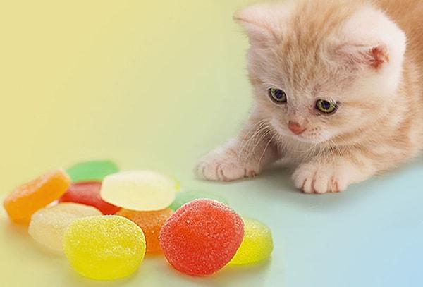 5. Şeker, kediler için en zararlı gıdalardandır!