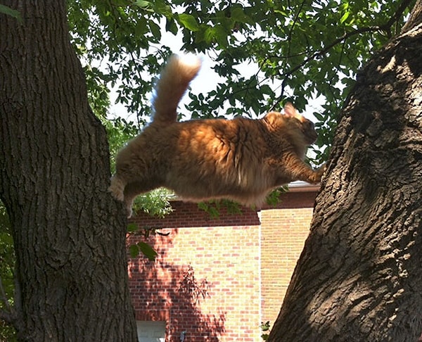 14. "Нам пришлось помогать ему спуститься. Вот же балбесина!"