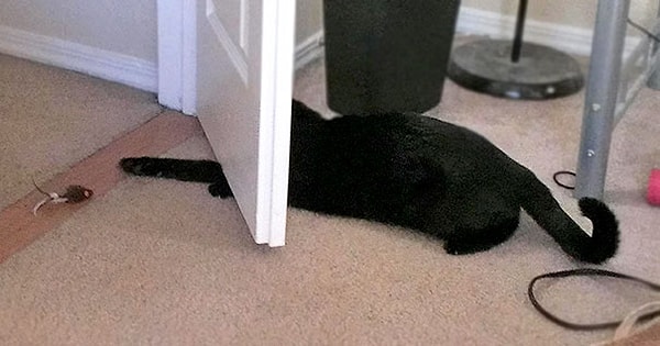 22. Гений мышиной ловли