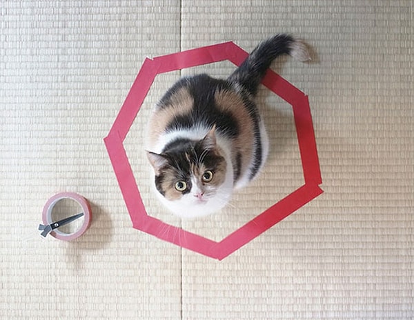 23. Как поймать кота