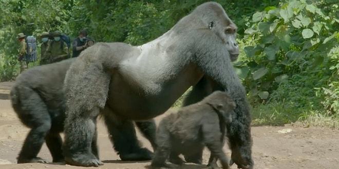 Yolun Karşısına Geçen Ailesinin Güvende Olması İçin Muhteşem Bir Lider Duruşu Sergileyen Goril