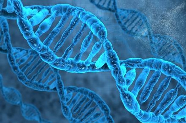 5. Eğer vücudumuzdaki DNA hücrelerini düz bir çizgi oluşturabilecek biçimde arka arkaya dizebilseydik, 20.000.000.000 kilometre yapardı. Aşağı yukarı Güneş’e 66 defa gidip gelmek anlamına gelen bir mesafe bu.
