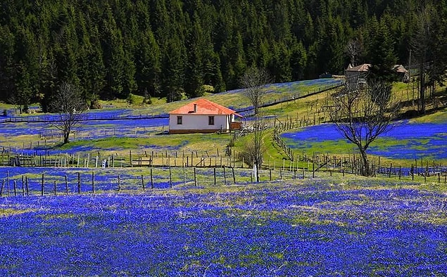 Uzungöl benzeri yapay göller yapılıp turizme açılacak olan üç yayladan birinin Tabiat Parkı ilan edilen Kadıralak Yaylası olduğu belirtilmişti.