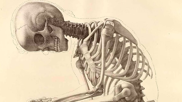 10. Самый большой сустав в человеческом теле - это...