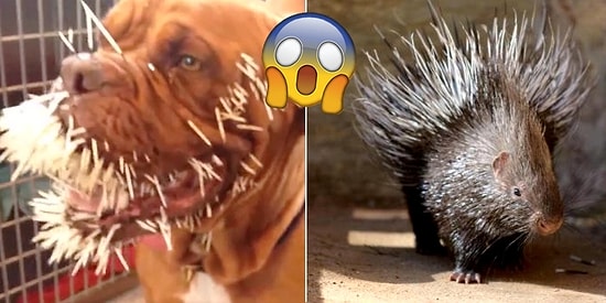 Kendisine Saldıran Köpeği Doğduğuna Pişman Eden Kirpi