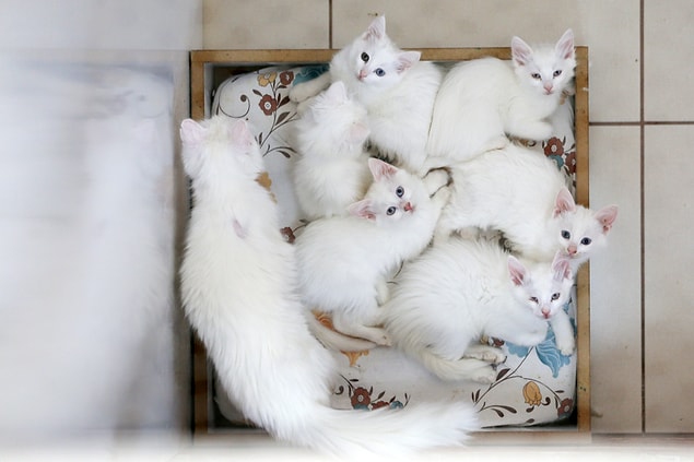 'Dünyadaki kedi ırkları içerisinde yüzmeyi seven tek hayvan'