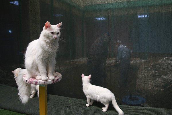 Van kedisi, ipeksi kürkü, aslan yürüyüşü, kabarık kuyruğu ve değişik göz renkleri ile özel bir yere sahip.