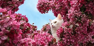 Yüzmeyi Seven Tek Kedi Türü ve Canlı Kültür Miraslarımızdan Biri: Van Kedisi!