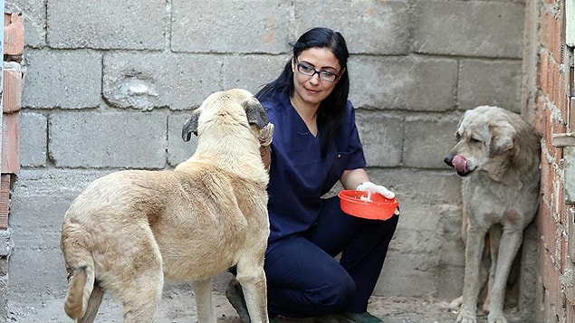 Tüyleri tamamen dökülen ve vücutlarının büyük bölümünde yaralar oluşan köpekleri eve götüren Küçük, köpeklerin tedavilerine başladı.