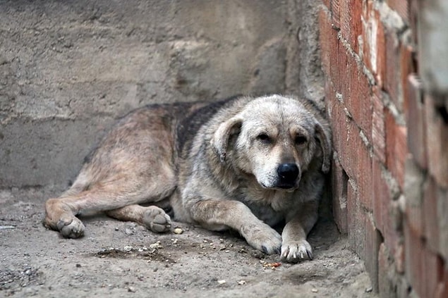 Köpeklerle sıkı bağ kuran Küçük, yaşadığı zorluklardan dolayı birine "Şans" diğerine "Mucize" adını verdi.