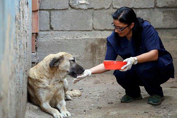 Daha önce de ölmek üzere olan Çin aslanı cinsi köpeği tedavi etmişti
