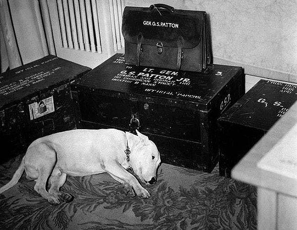 21. General Patton'un öldüğü gün Patton'un köpeği