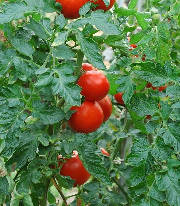 18. Toprağın pH değerini yükselttiği için domatesin toprağına yemek sodası dökerseniz, domatesleriniz daha tatlı olur.