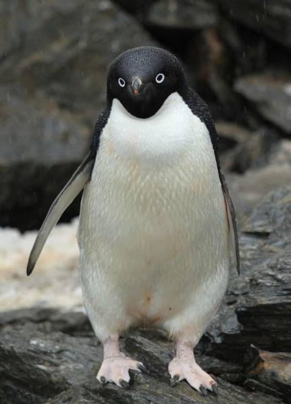 24. İlk bakışta bu penguenlerin muhteşem olduğunu düşünebilirisiniz ama...