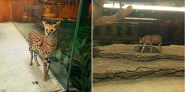 Uzaklara gitmeye dahi gerek yok; geçen sene Ankara Nata Vega AVM'de bir serval kedisinin tutsaklığına şahit olmuştuk!