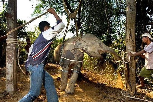 Tayland'a sırf turistleri eğlendirmesi için tutsak edilen ve zulüm gören filler var örneğin...