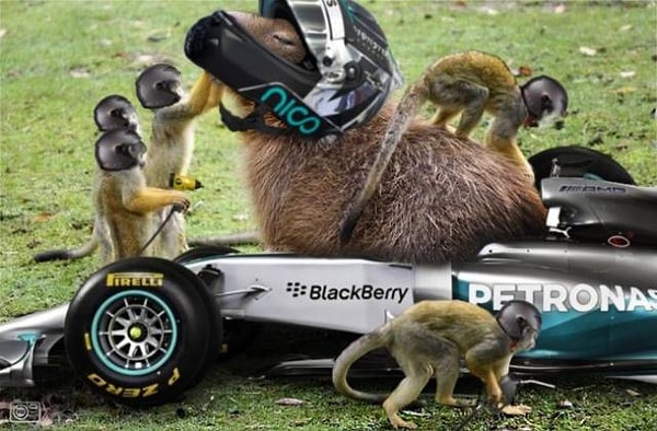 19. "Гонщик по кличке Капибара лидирует!"