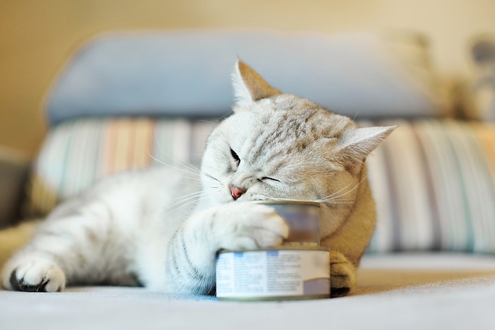 Her Kedi Sahibinin Bilmesi Gereken 10 Basit Beslenme Bilgisi