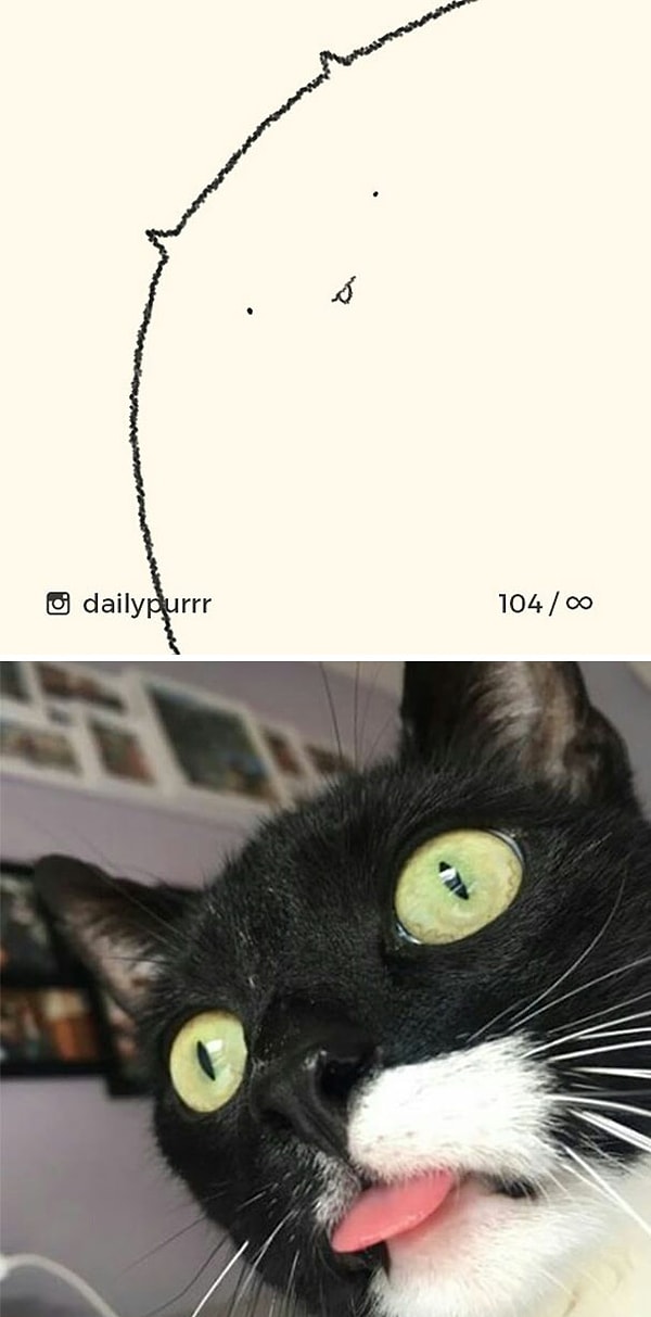 12. Неизученное состояние кота.