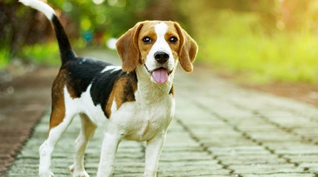 Bow Lingual/Dog Decoder