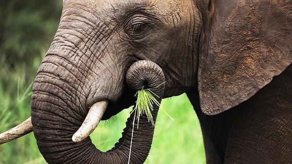 6. Filler diğer filleri ve insanları üstünden yıllar geçse bile hatırlayabilir.