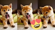Tatlışlıkları ile Bizi Kalbimizden Vuran Shiba'ların Birbirinden Sevimli Halleri