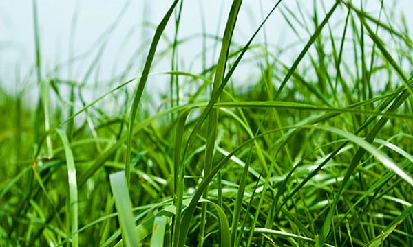 8. Какого цвета трава?