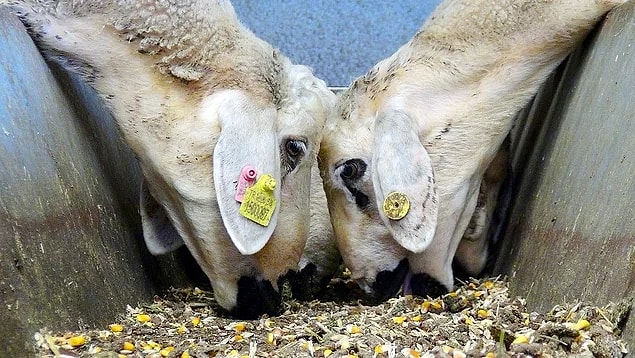 ''Henüz kendilerine çıkan bir koyun teşviki yok''