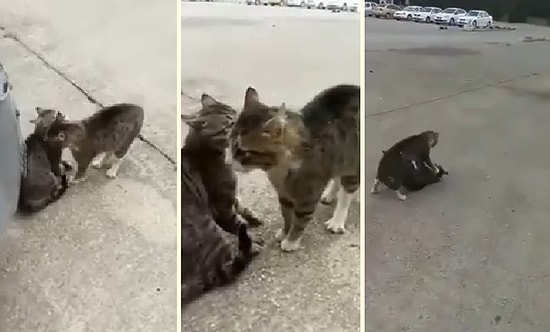 Kavga Eden Kedileri Havlayarak Ayıran Adam