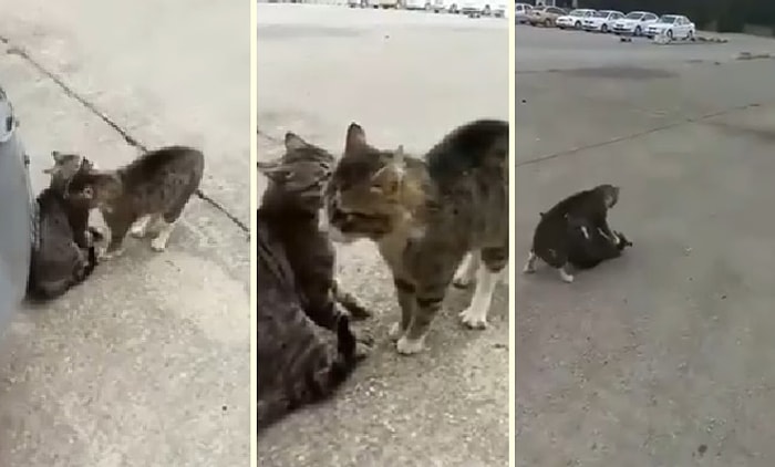 Kavga Eden Kedileri Havlayarak Ayıran Adam
