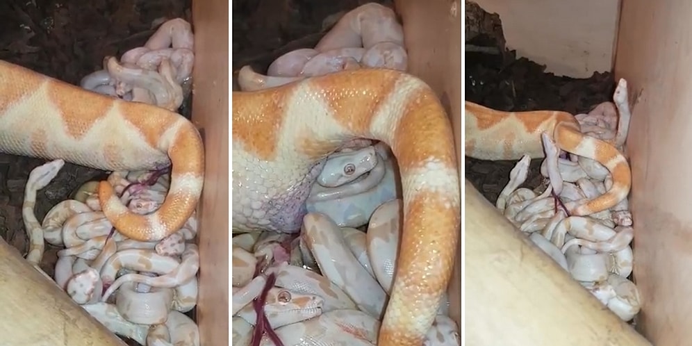 Mucizeye Şahit Olun! Boa Yılanının Büyüleyici Doğum Anı