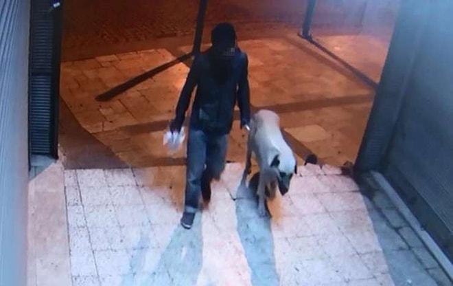 Denizli'de Sokak Köpeği Tecavüze Uğrayıp Öldürülmüştü: Şüpheli Gözaltına Alındı