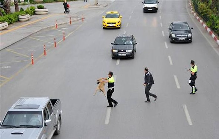 Yolun Karşısına Geçemeyen Köpeğe Yardım Eden Trafik Polisi