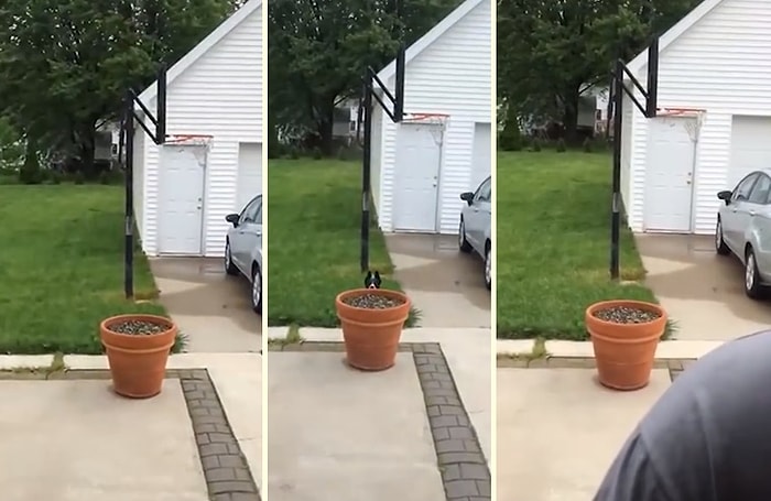 Dışarıda Daha Fazla Vakit Geçirmek İçin İnsan Dostundan Saklanan Minnoş Köpek