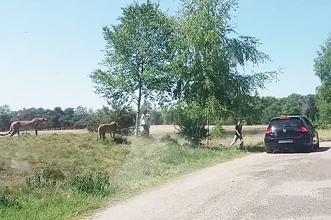 Safari Parkında Araçlarından İnip Çocuklarıyla Birlikte Çitaların Arası Dalan Yürek Yemiş Aile