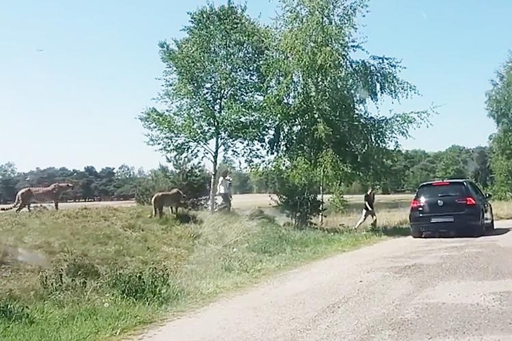 Safari Parkında Araçlarından İnip Çocuklarıyla Birlikte Çitaların Arası Dalan Yürek Yemiş Aile