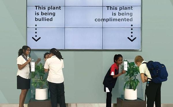 Projede IKEA, kendi mağazalarında sattığı aynı iki bitkiyi bir okula yerleştirdi. Bitkiler burada 30 gün boyunca kalacaktı.
