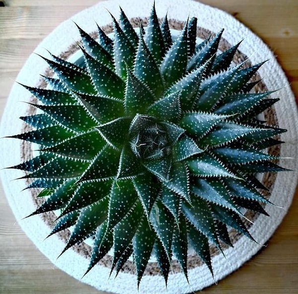 1. Этот суккулент настолько симметричен, что становится больно