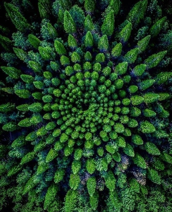 12. Фото лесного массива с высоты придется по вкусу всем перфекционистам