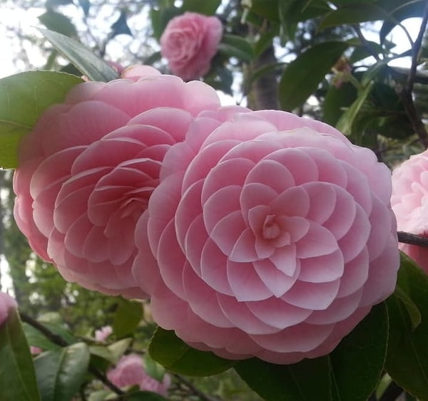 20. Существует ли более симметричный цветок?