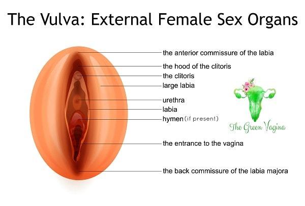 4. Klitoris, çıplak gözle sadece kısmen görülebilmektedir.