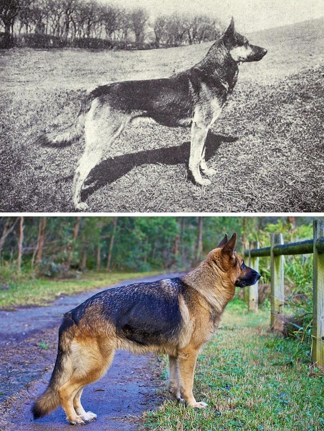 11. En sadık dostlarımız, köpekler... Peki ya onlar ne gibi değişimlere uğradılar?