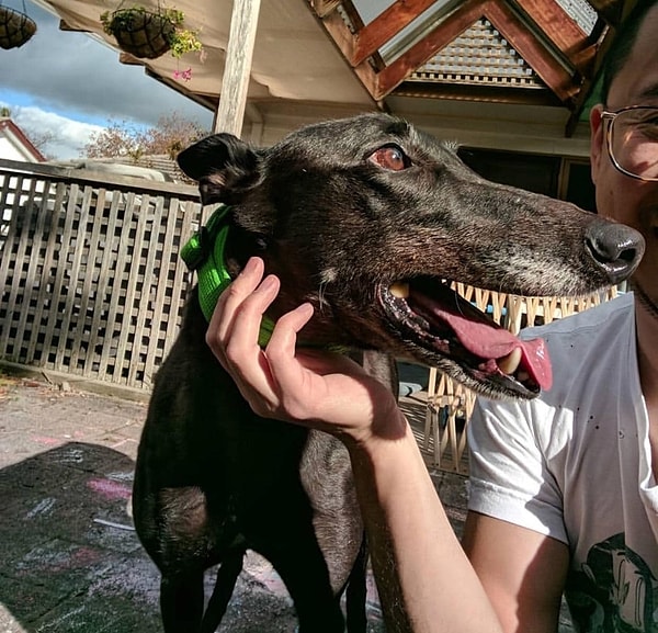 7. На минутку показалось, что этот пес поднялся к нам из преисподней... Вы только взгляните на его зубы!