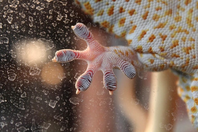 5. Geko'nun patilerinin yakından görünümü.