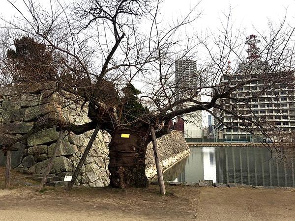 8. Hiroşima Saldırısı'ndan sağ kalan bir ağaç...