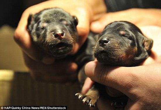Yolda Buldukları Hayvanı İki Sene Boyunca Köpek Zannederek Besleyen Aile