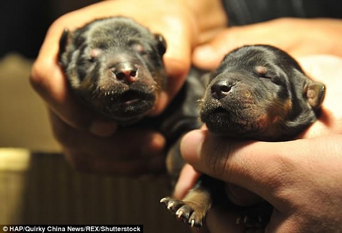 Yolda Buldukları Hayvanı İki Sene Boyunca Köpek Zannederek Besleyen Aile